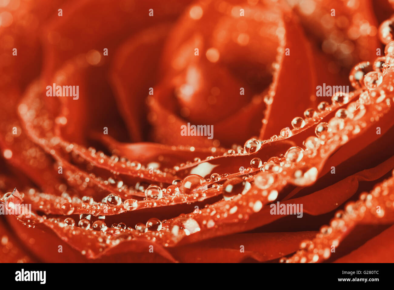 Red Rose Abstract With Water Drops Stock Photo - Alamy