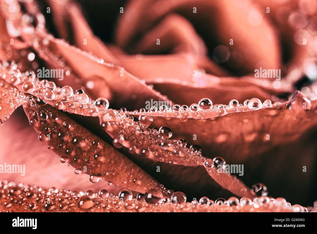 Red Rose Abstract With Water Drops Stock Photo - Alamy