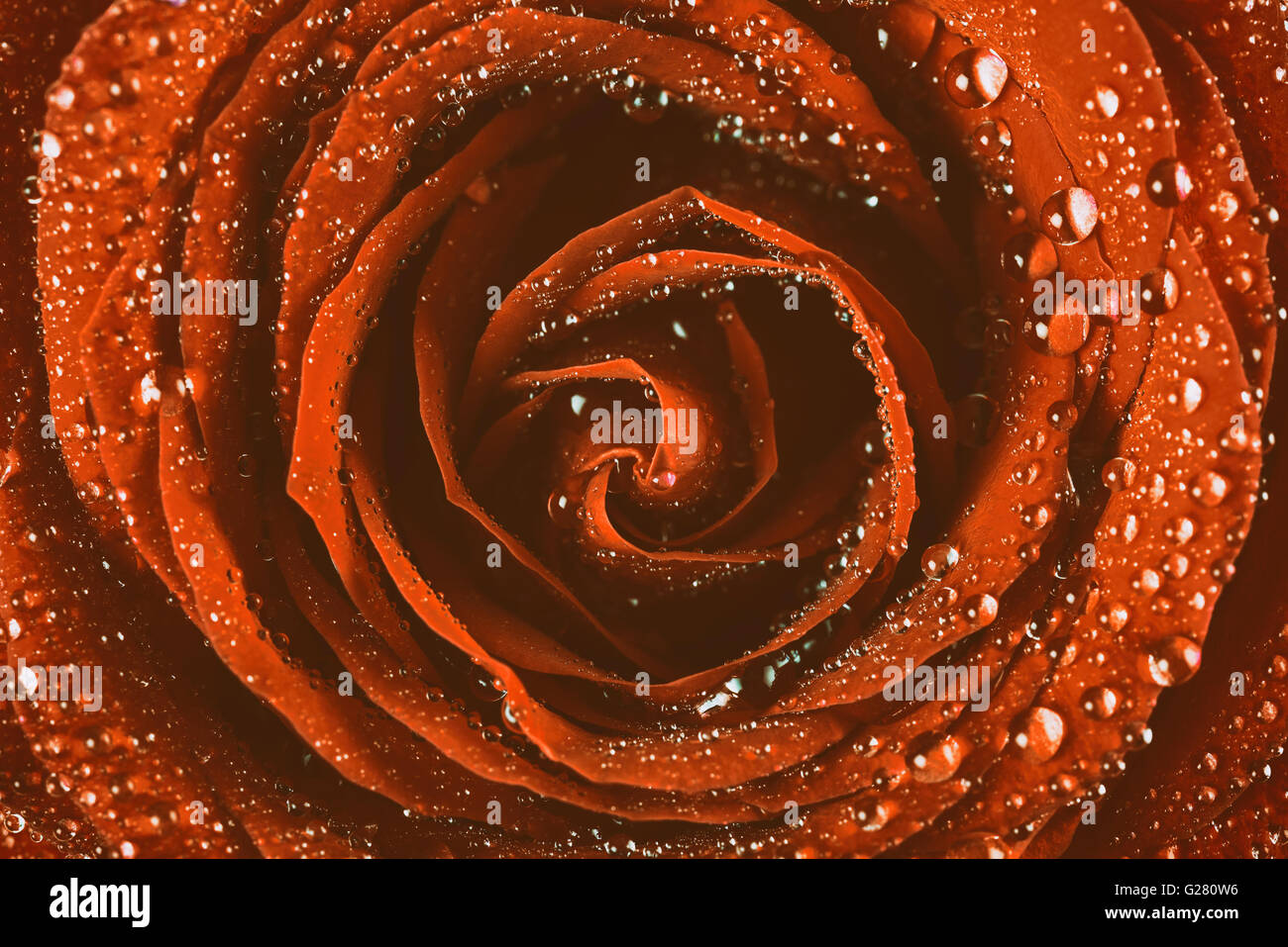 Red Rose Abstract With Water Drops Stock Photo - Alamy