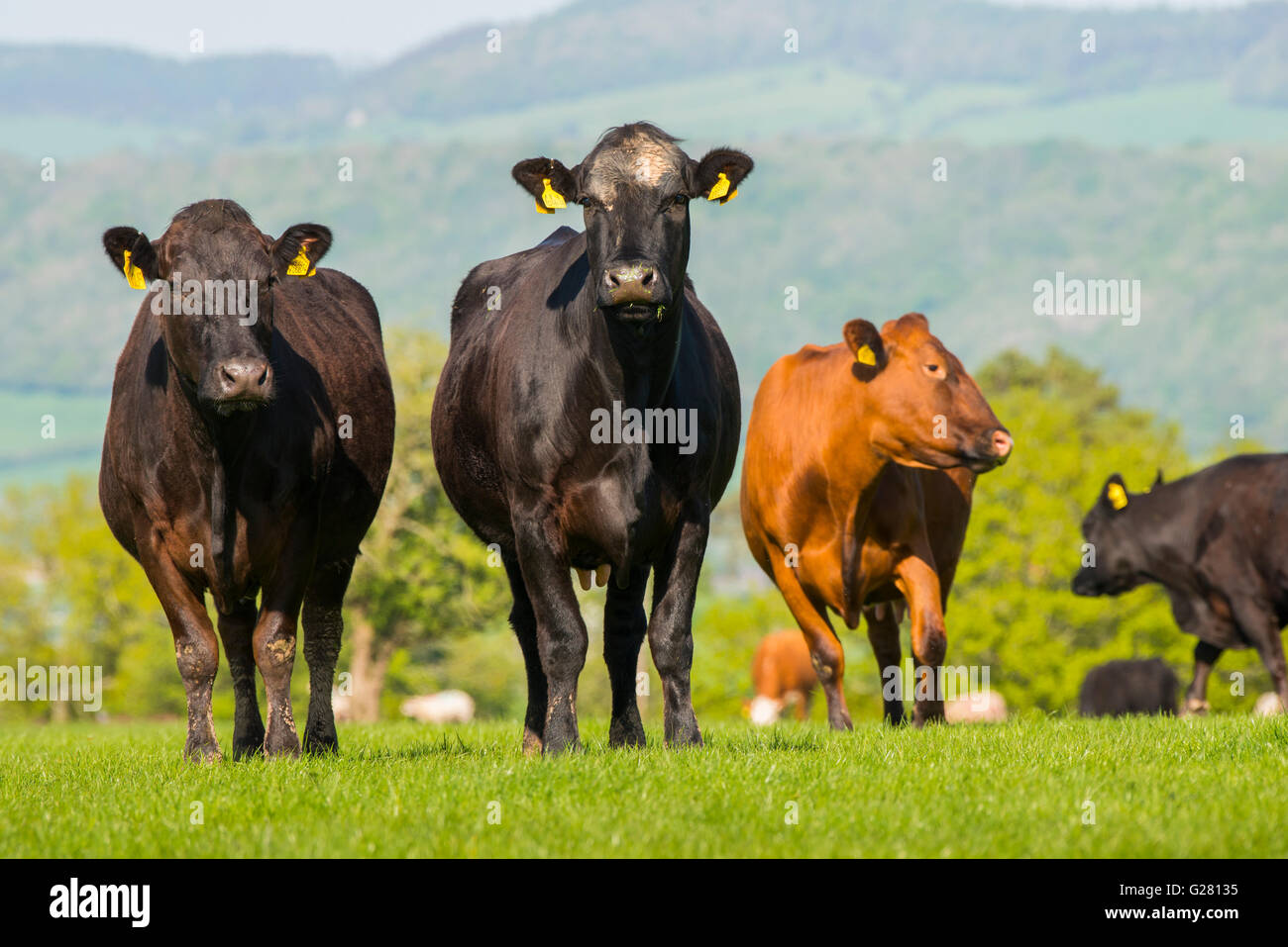 Grazing fields hi-res stock photography and images - Alamy