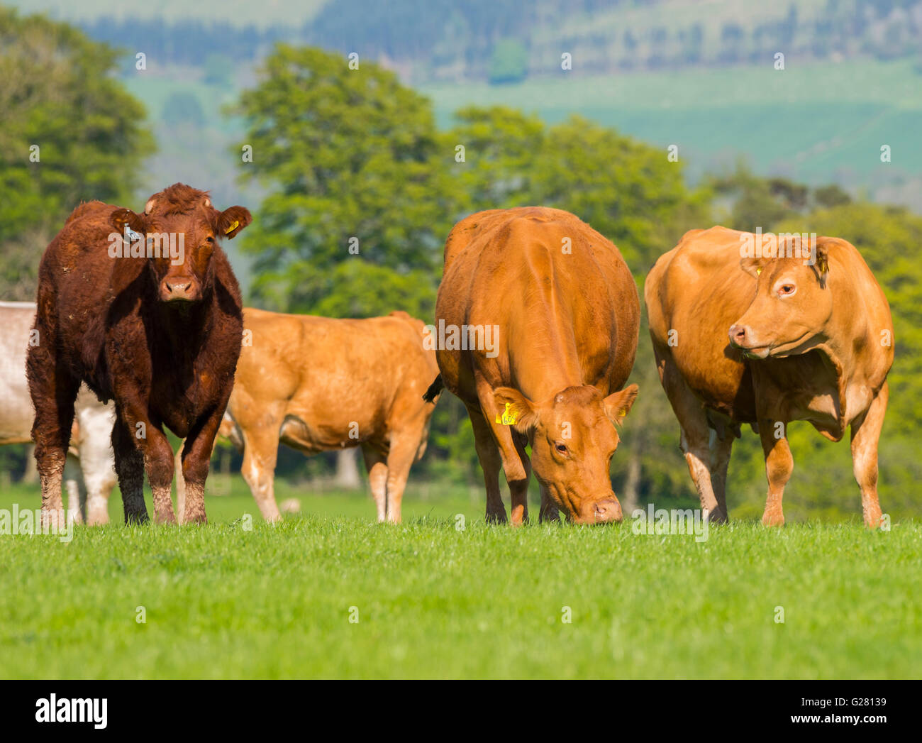 Grazing fields hi-res stock photography and images - Alamy