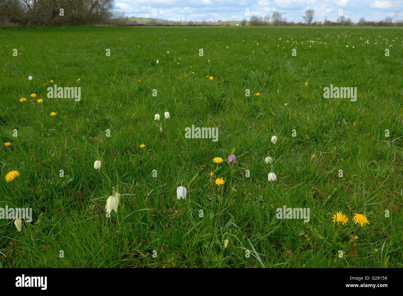 Rare Snakeshead Friitillary flowers at Lugg meadow Stock Photo