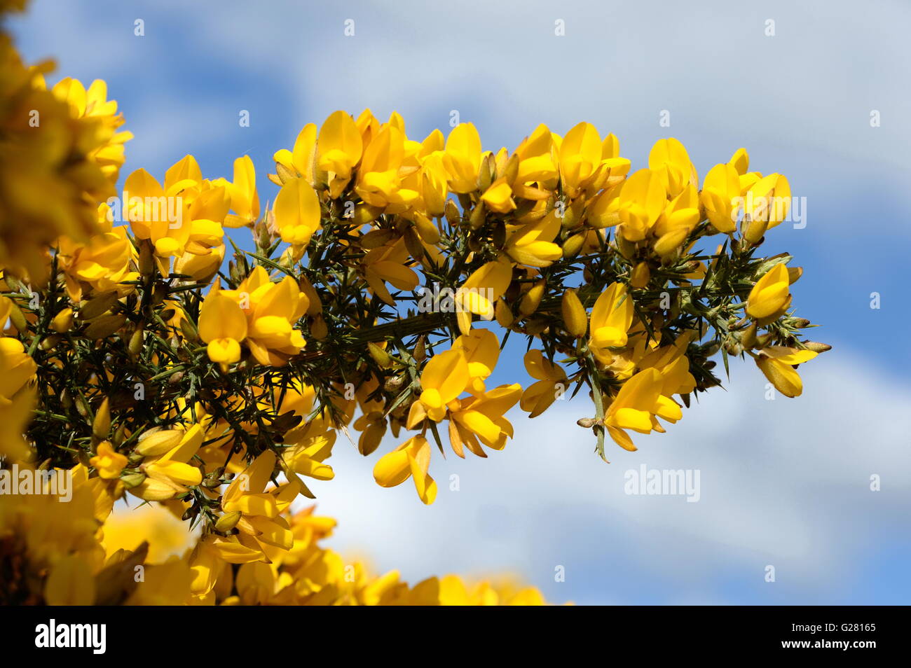 Bright yellow gorse flowers hang over the coast path Stock Photo