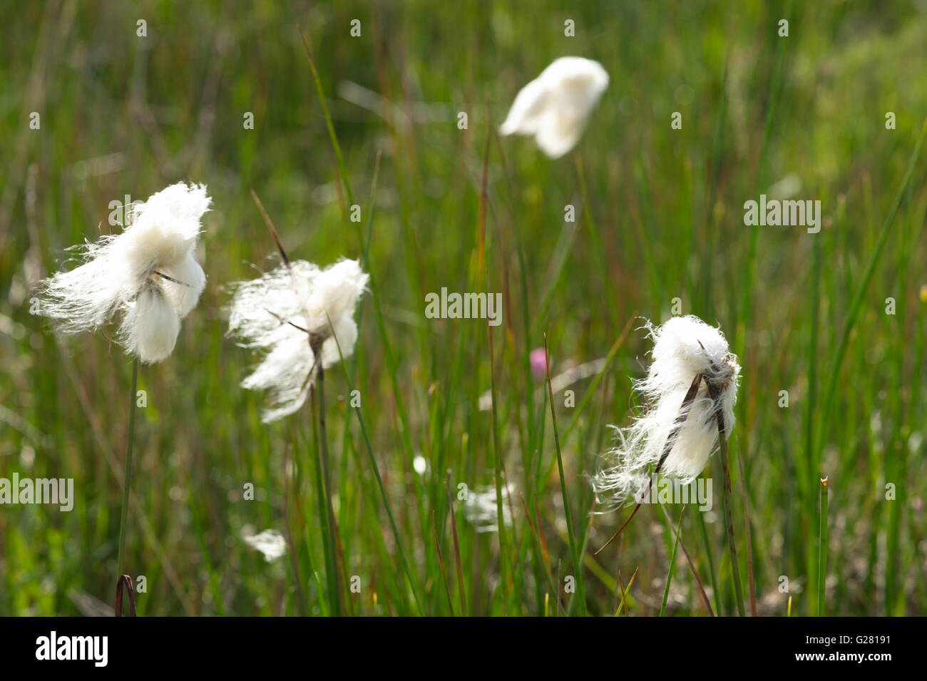 White  Cottongrass flowers blow in the wind resembling Lambs tails on wet moorland Gower Wales Stock Photo