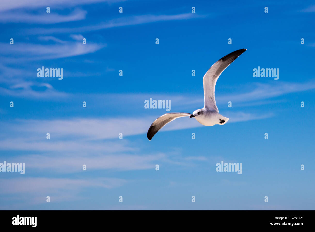 Seagull flying against a blue sky with wispy clouds Stock Photo - Alamy