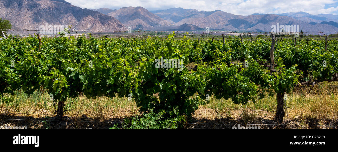 Vineyard, Quebrada de Cafayate, Salta province, Argentina Stock Photo