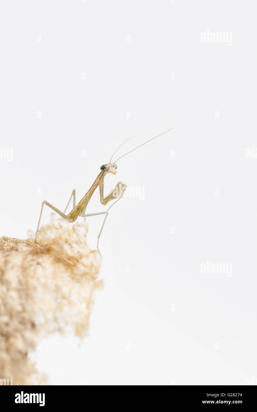 Close up of praying mantis nymph on damaged egg case, with copy space and white background. Stock Photo