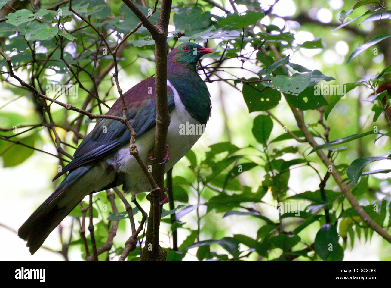 New Zealand Pigeon Stock Photo