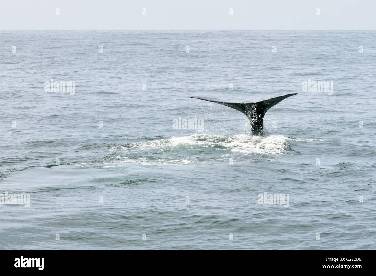 Sperm Whale Stock Photo