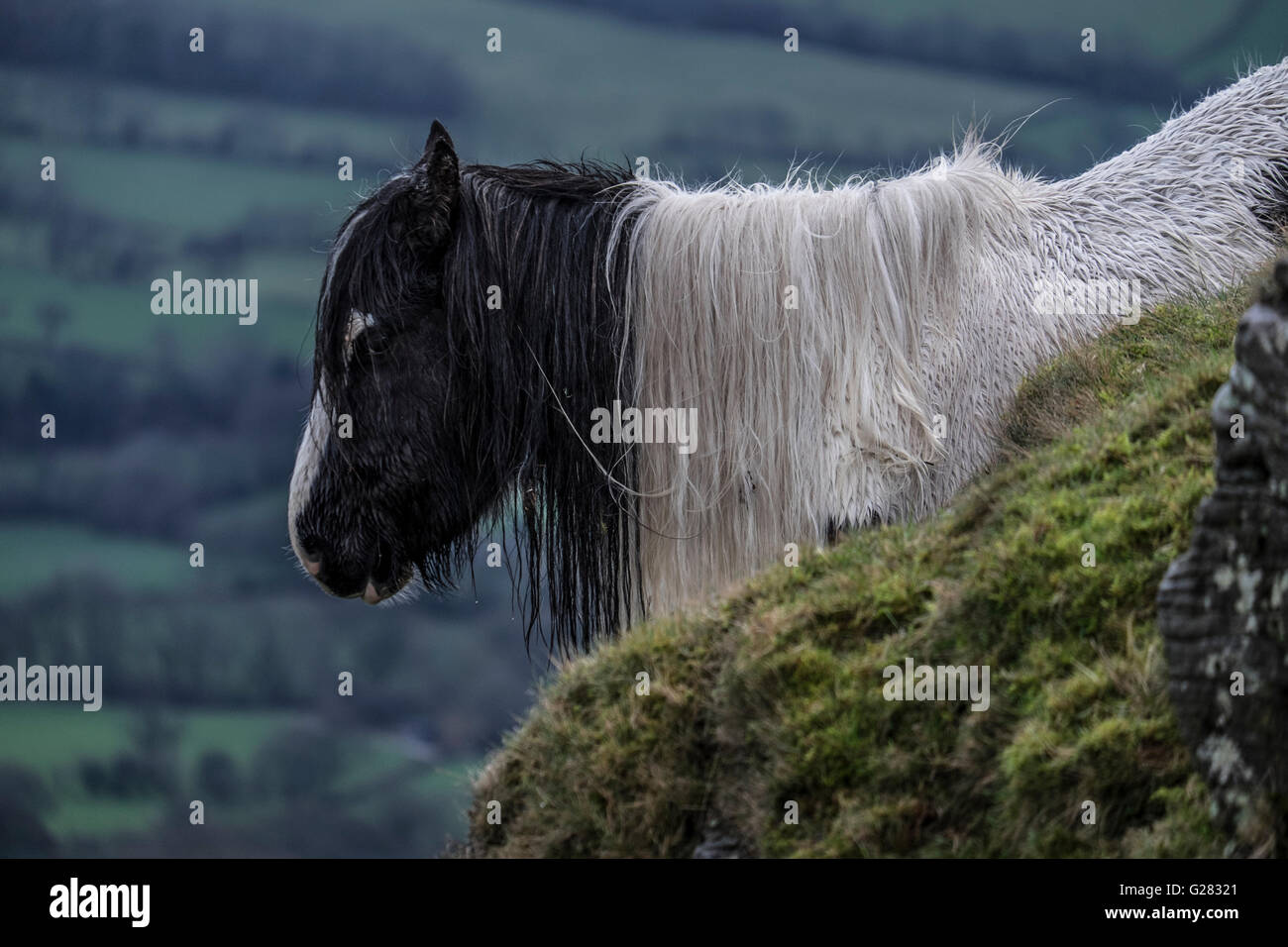 Pony mountain hi-res stock photography and images - Alamy