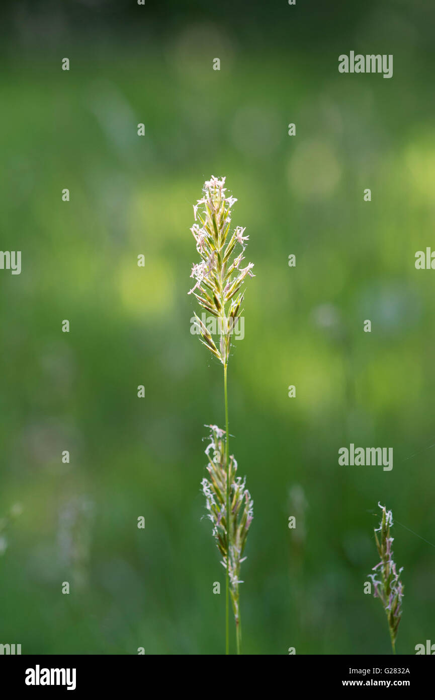 Anthoxanthum odoratum. Sweet vernal grass flowering in late afternoon sunlight. UK Stock Photo
