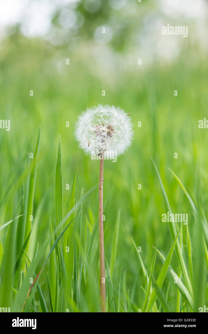 Dandelion gone to seed in grass in the english countryside Stock Photo
