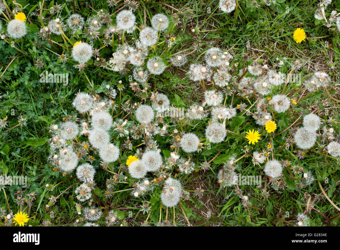 Dandelions gone to seed in grass in the english countryside Stock Photo