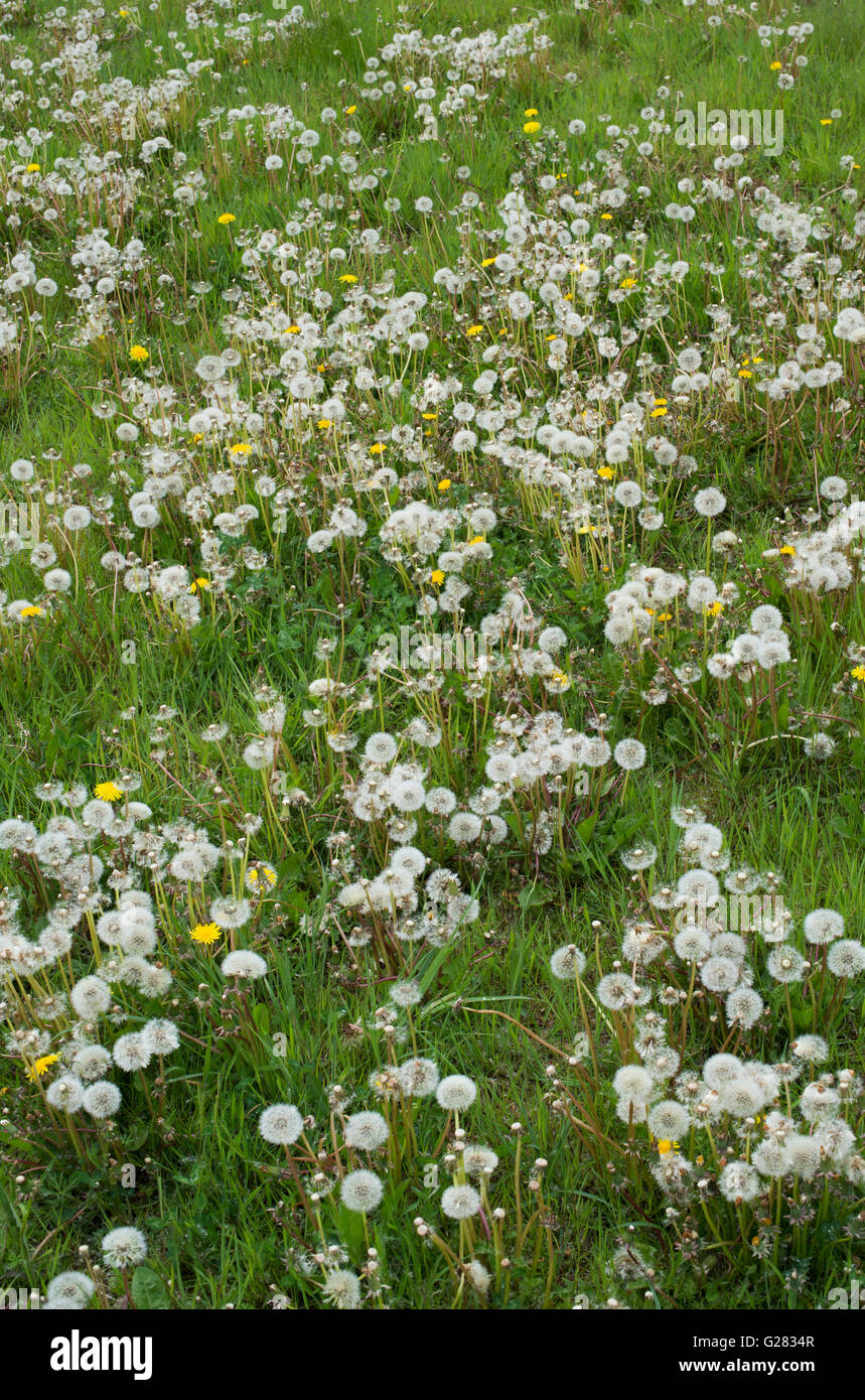 Dandelions gone to seed in grass in the english countryside Stock Photo