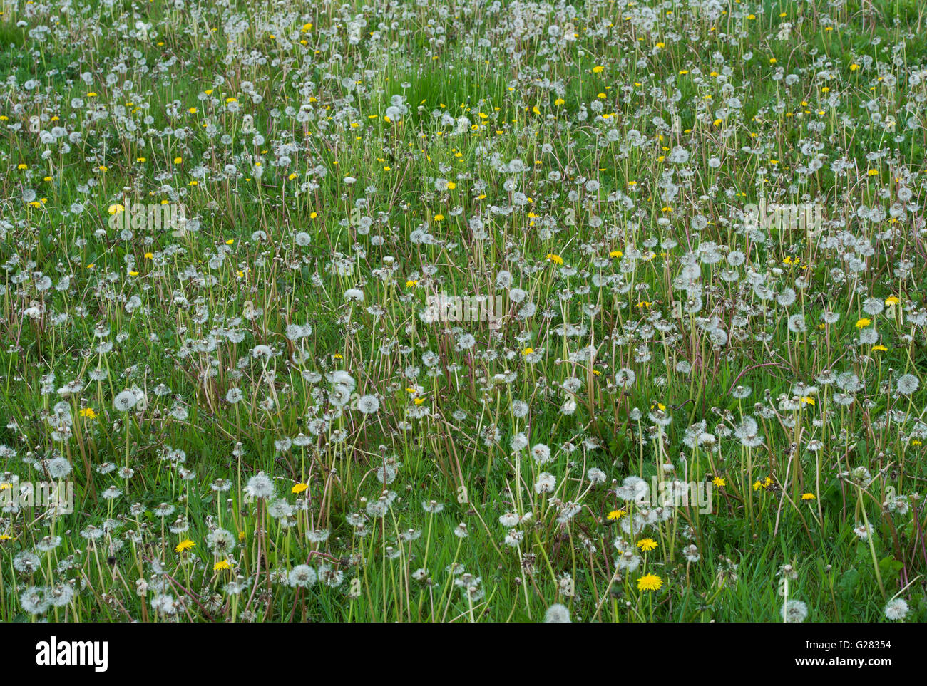 Dandelions gone to seed in grass in the english countryside Stock Photo