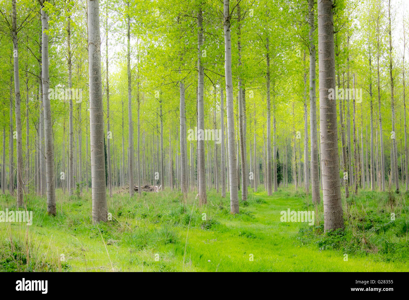Poplar trees. Stock Photo