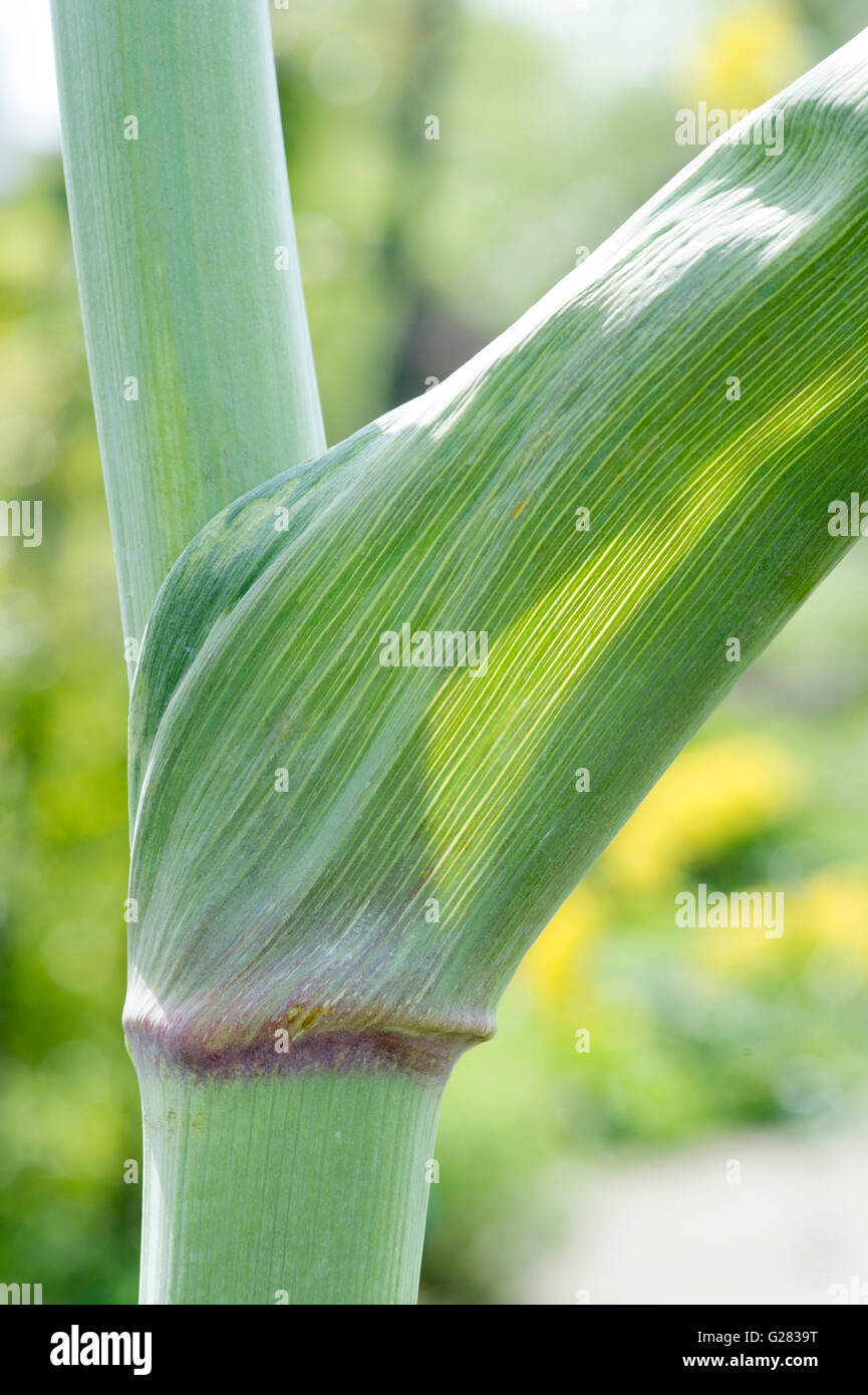 Ferula communis. Giant fennel stem detail. UK Stock Photo