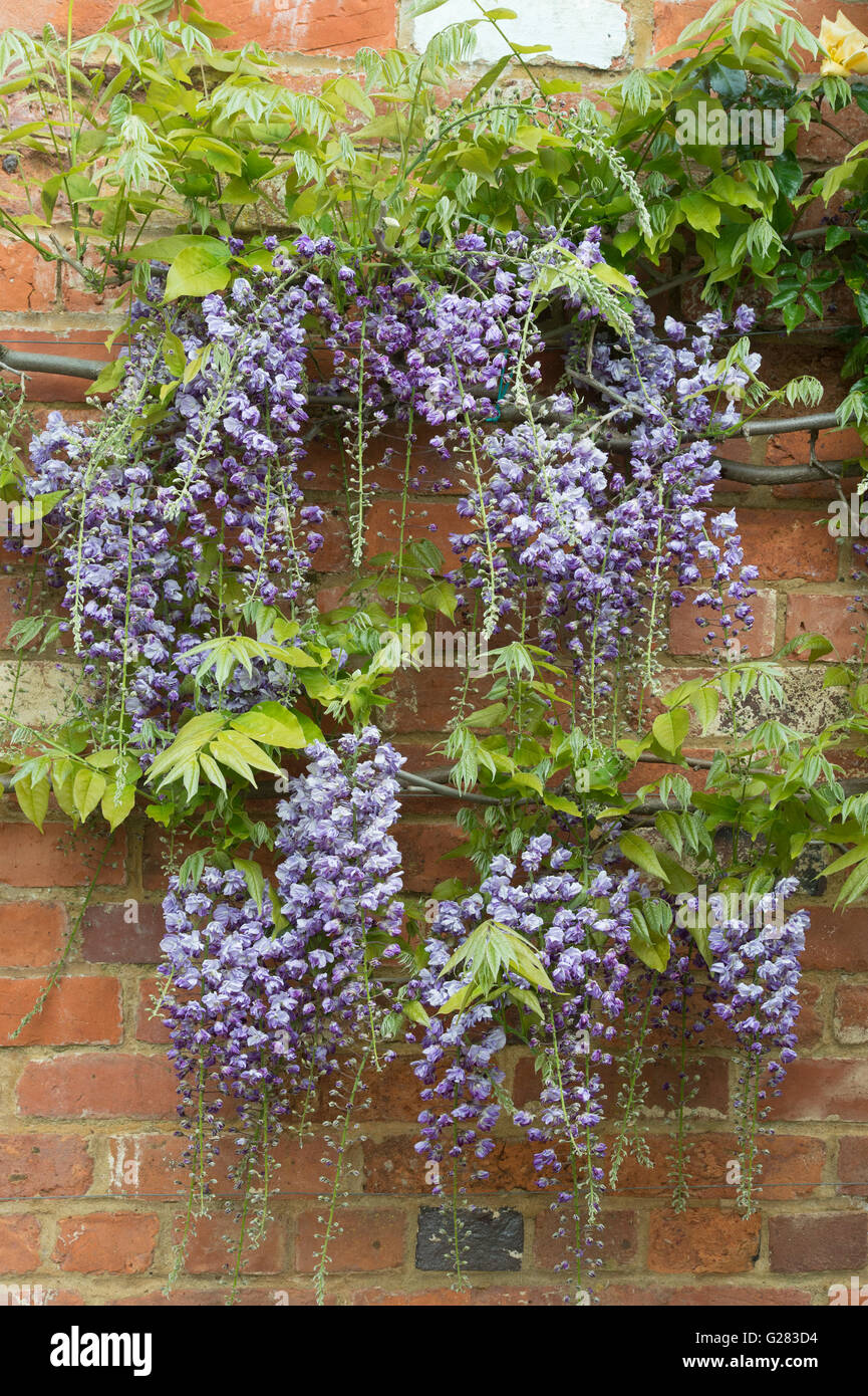 Wisteria venusta violacea plena hi-res stock photography and images - Alamy