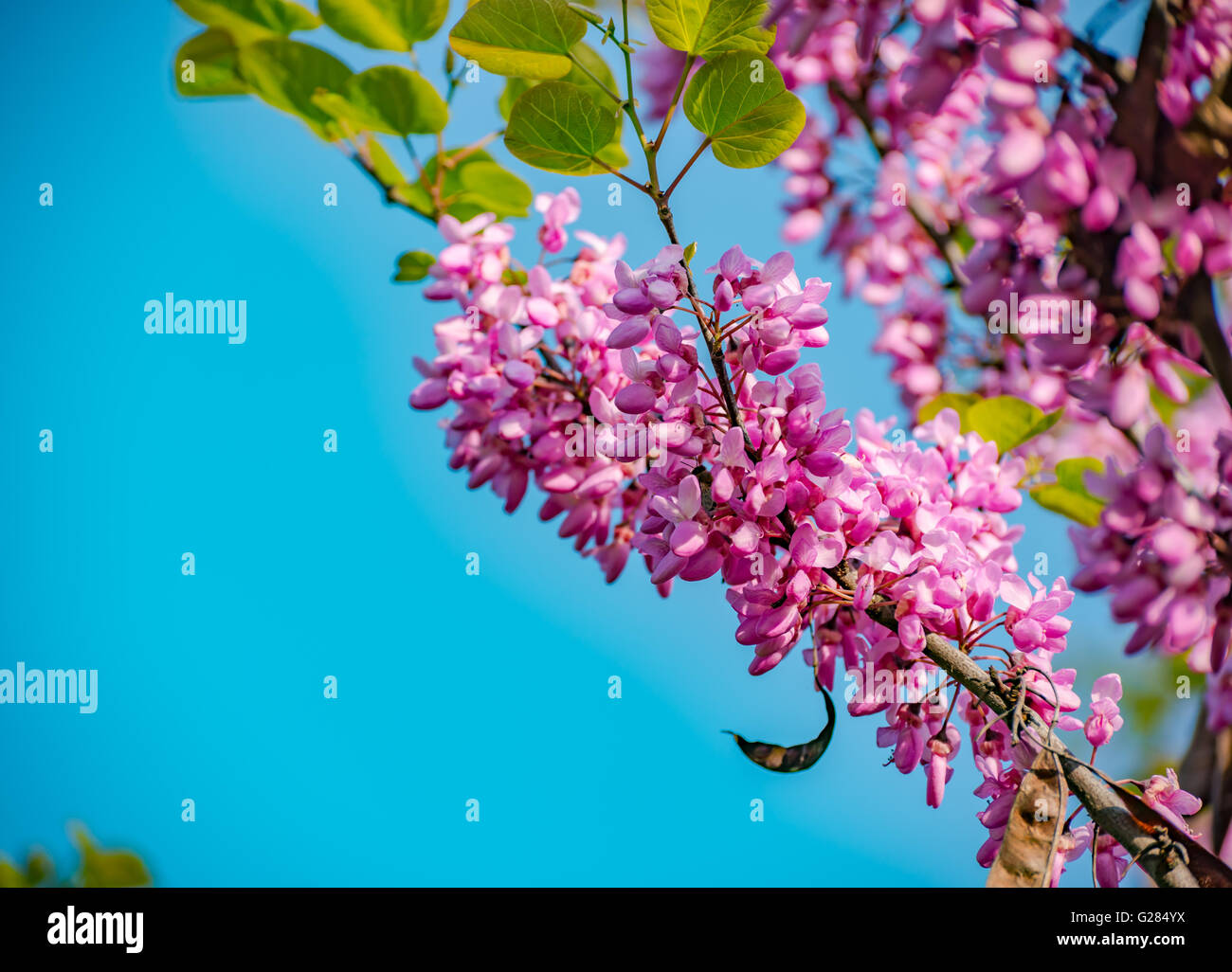 Pink cherry blossoms against blue sky Stock Photo - Alamy