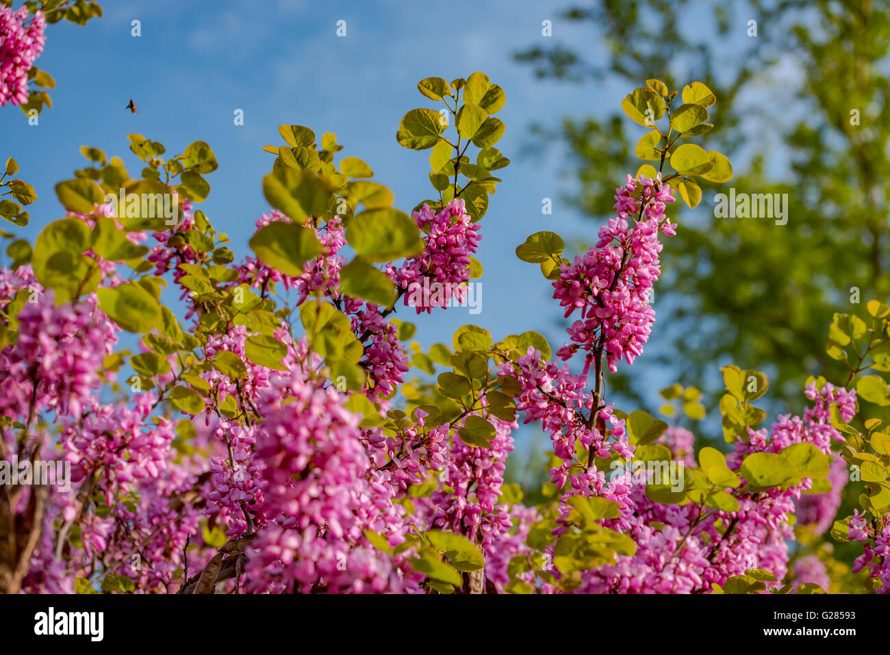 Pink cherry blossoms against blue sky Stock Photo - Alamy