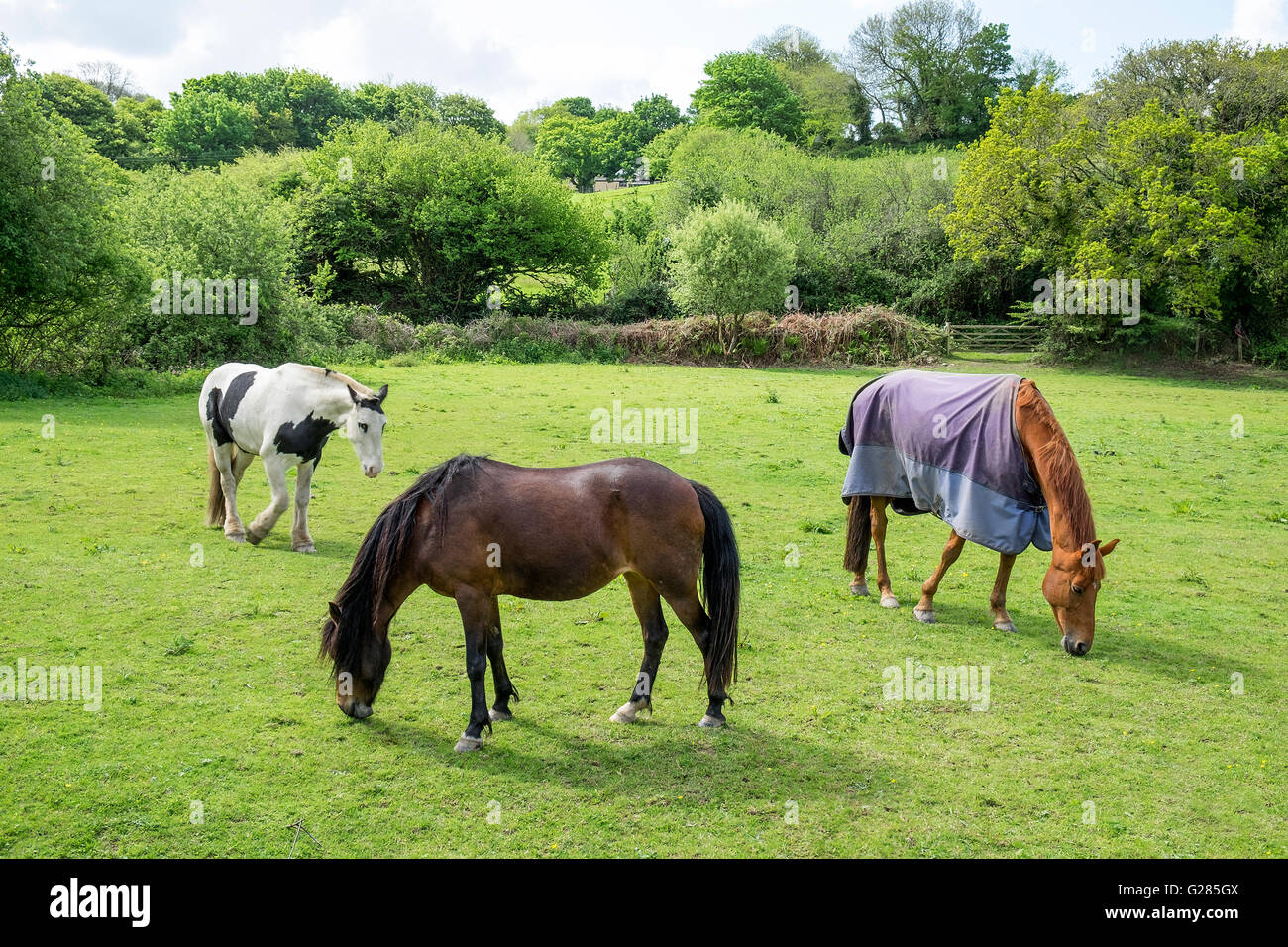 Horses grazing in a field Stock Photo