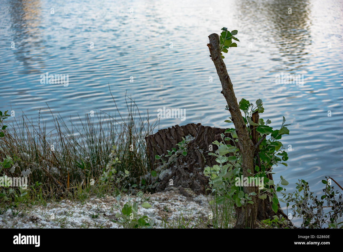 Green trees by the lake hi-res stock photography and images - Alamy