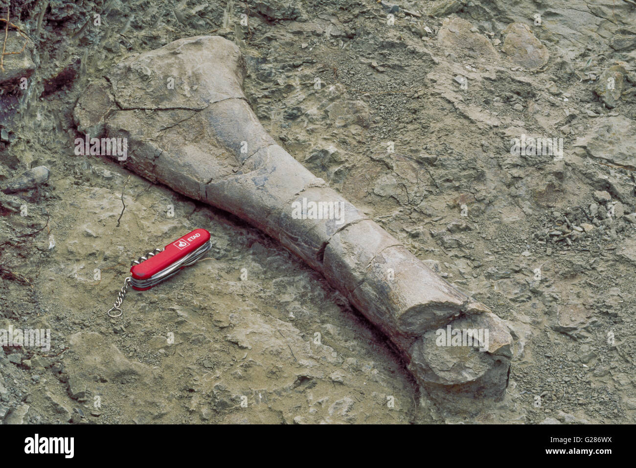 Fossilized dinosaur leg bone hi-res stock photography and images - Alamy