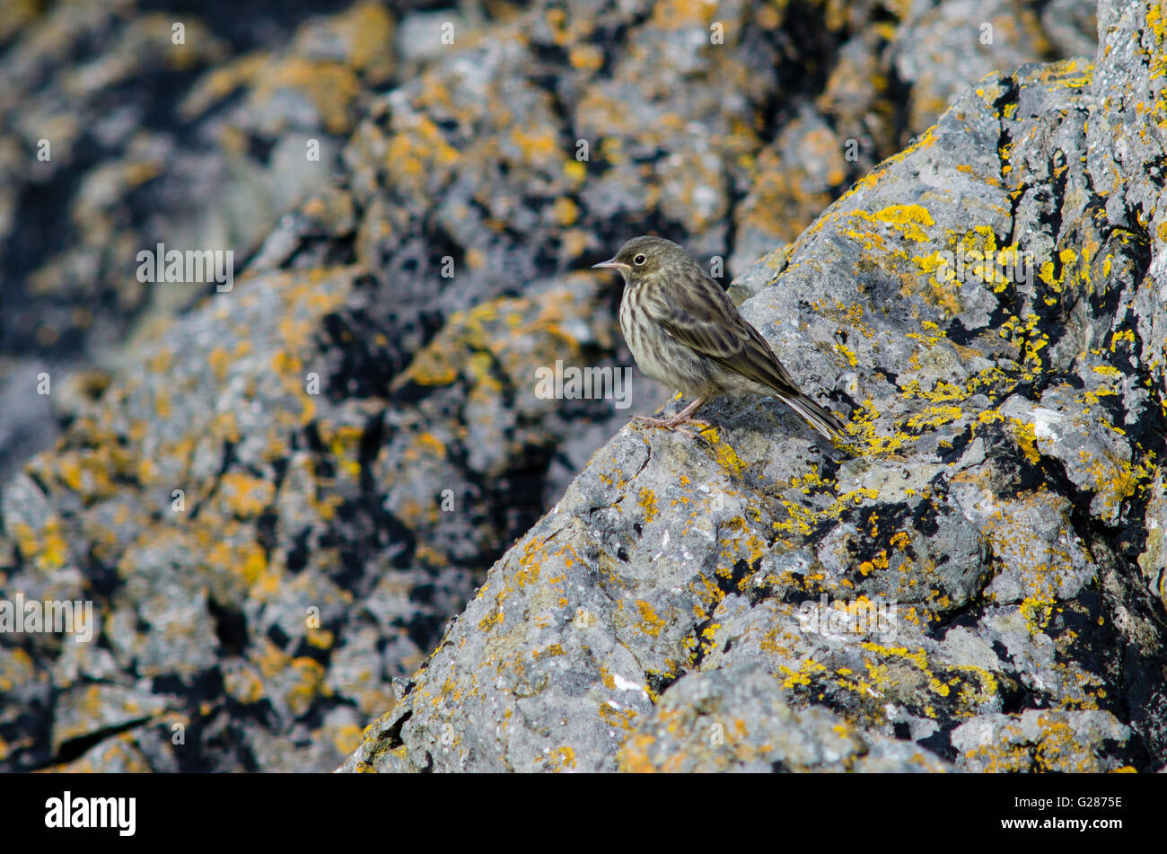 Rock pipit (Anthus petrosus) on rocky coast. Bird in the family Motacillidae, shown in typical habitat on British coast Stock Photo