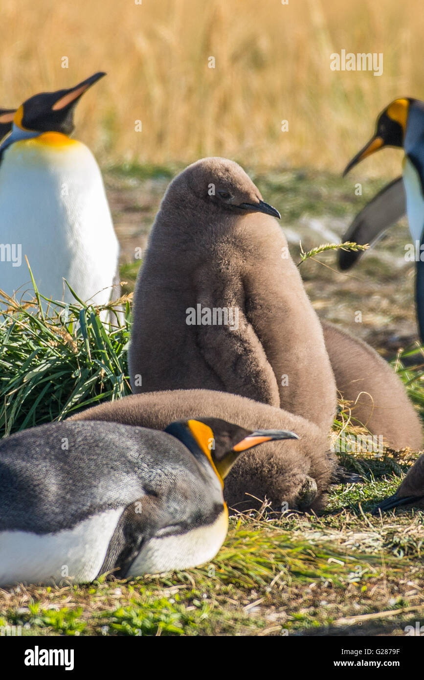 Pingu Rey King Penguins Pinguino Rey Stock Photo - Alamy