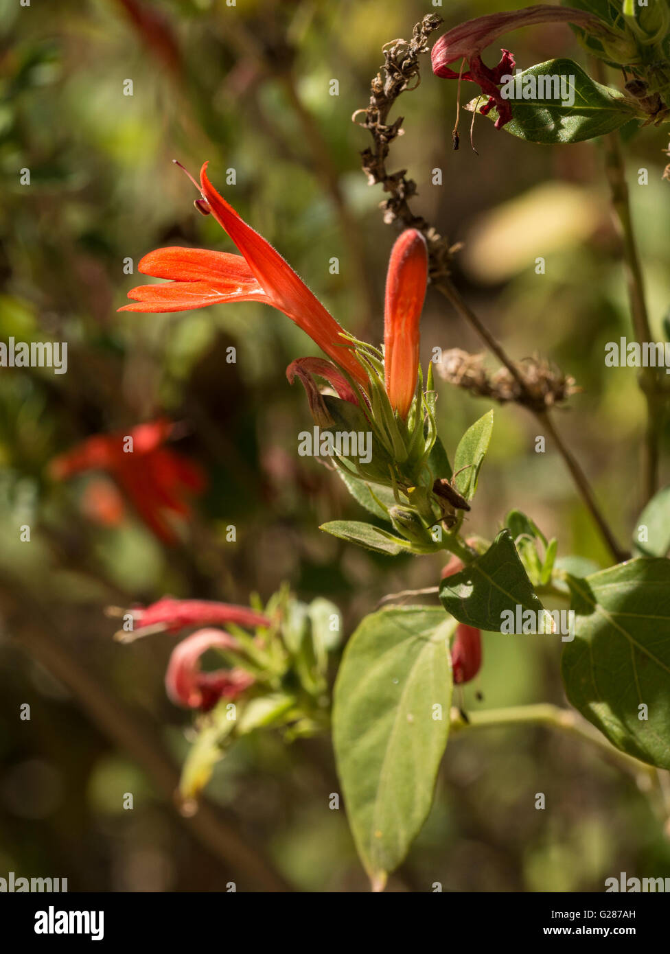 Hummingbird Bush (Justicia candicans), Tucson Botanical Gardens, Tucson, Arizona. Stock Photo