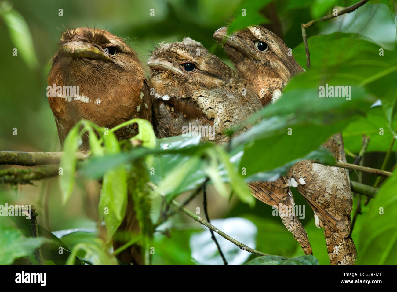 Three Ceylon Frogmouth birds, an endangered bird, is thriving at the Salim Ali Bird Sanctuary, Thattekad, Stock Photo