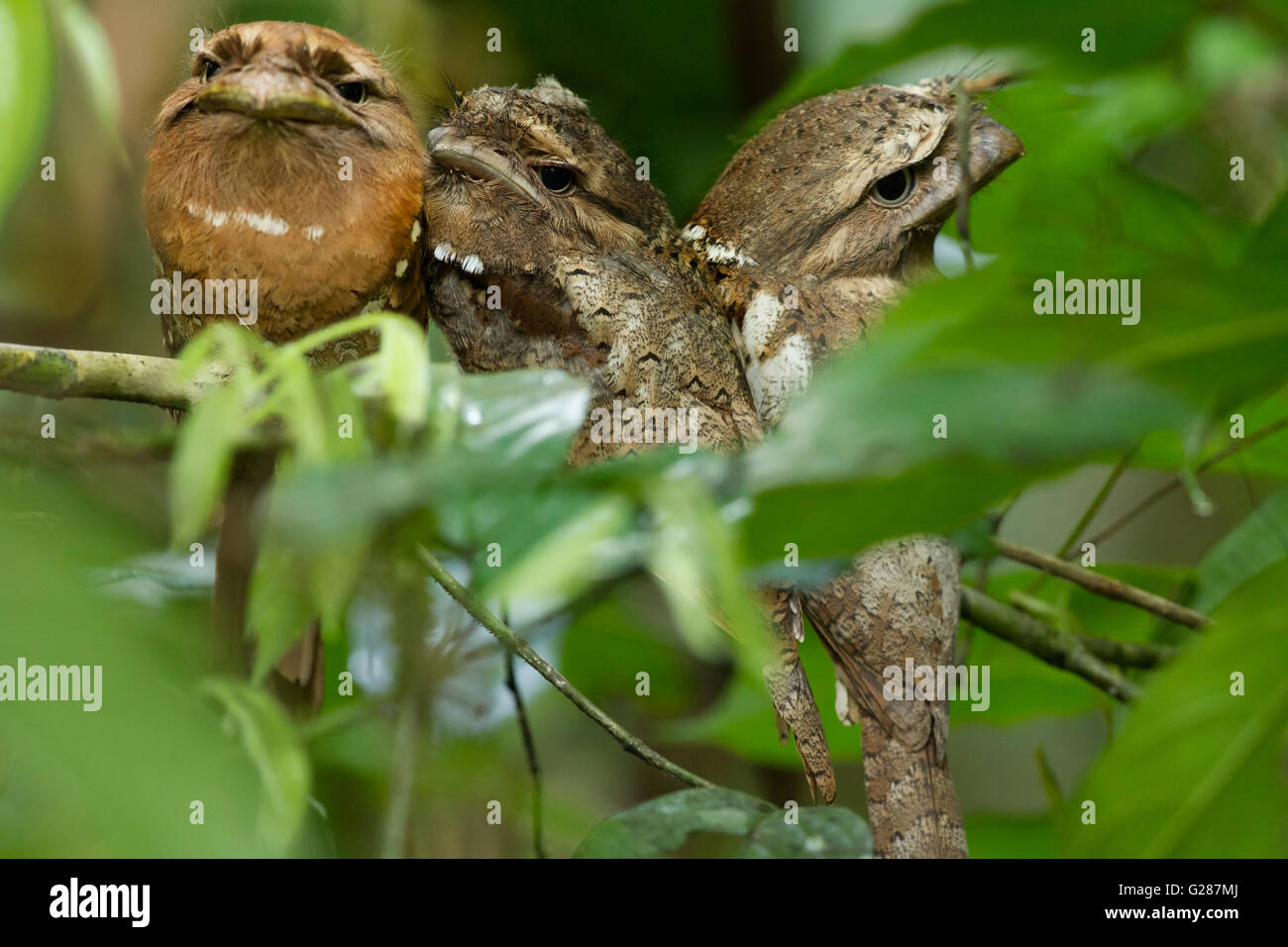 Three Ceylon Frogmouth birds, an endangered bird, is thriving at the Salim Ali Bird Sanctuary, Thattekad, Stock Photo