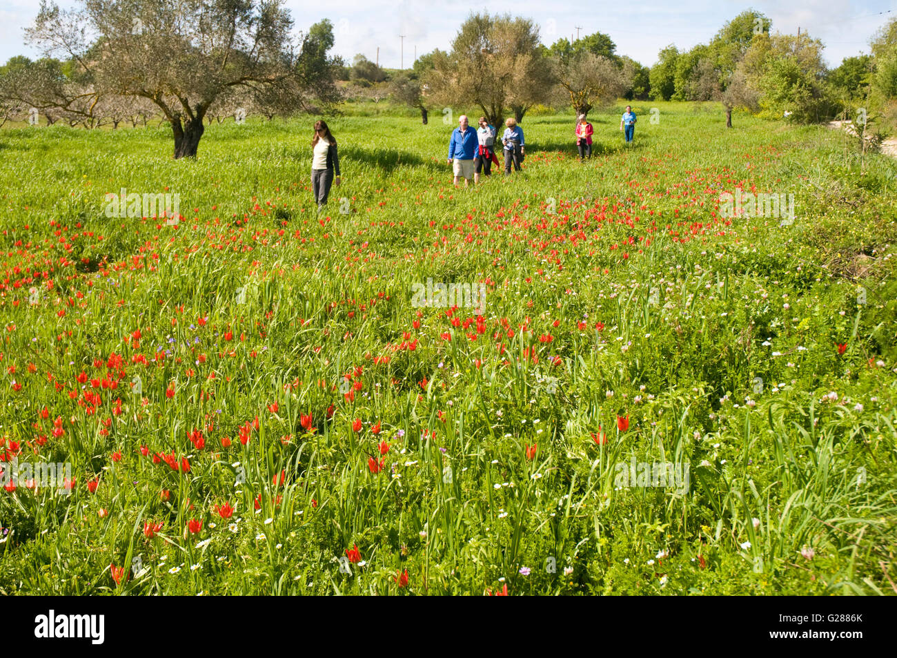 Guided tour through the field of endangered wild tulips at Polemi, Cyprus Stock Photo