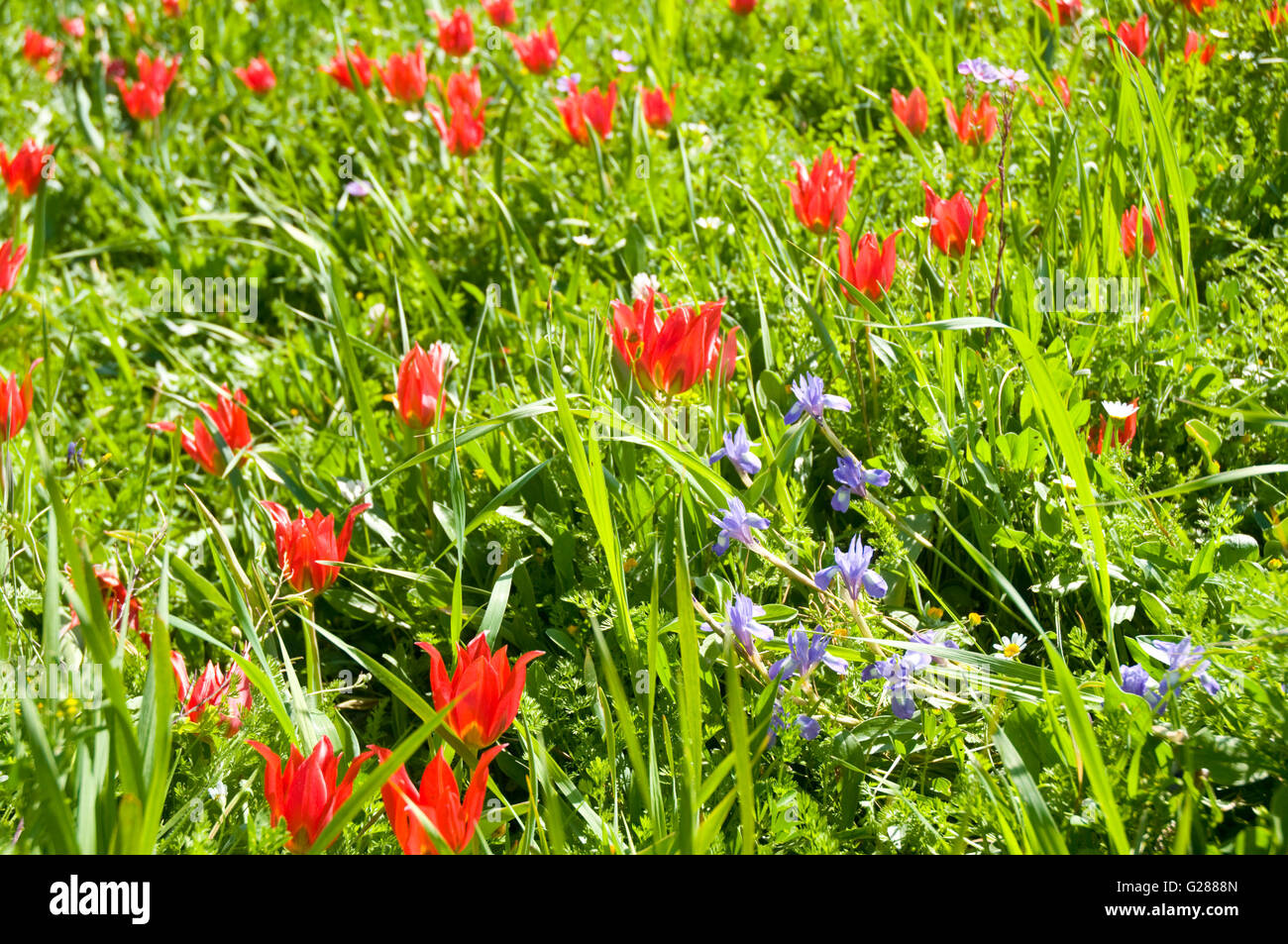 Last field of endangered wild tulips at Polemi, Cyprus is protected and preserved. Stock Photo