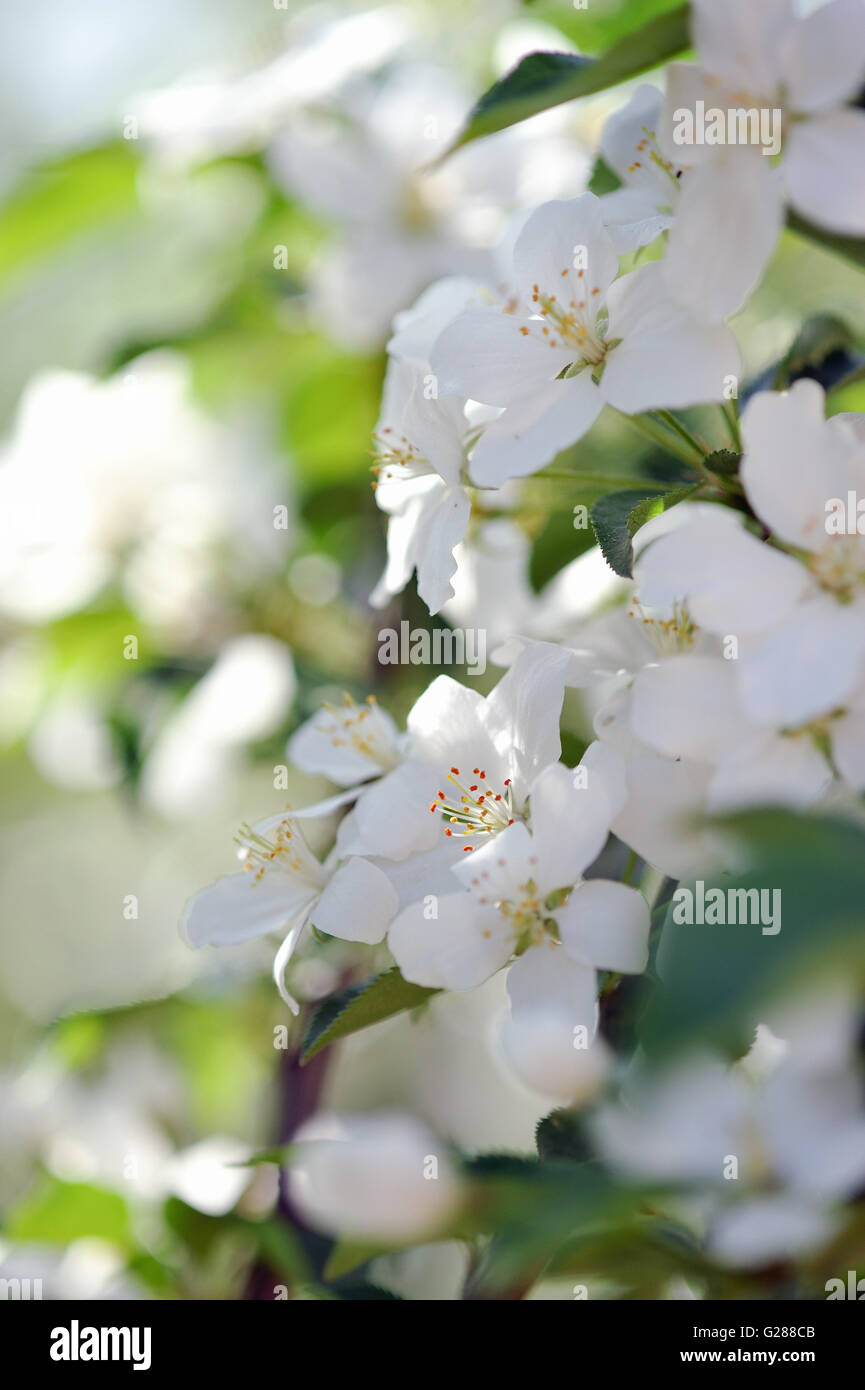 Spring flowers of apple tree Stock Photo Alamy