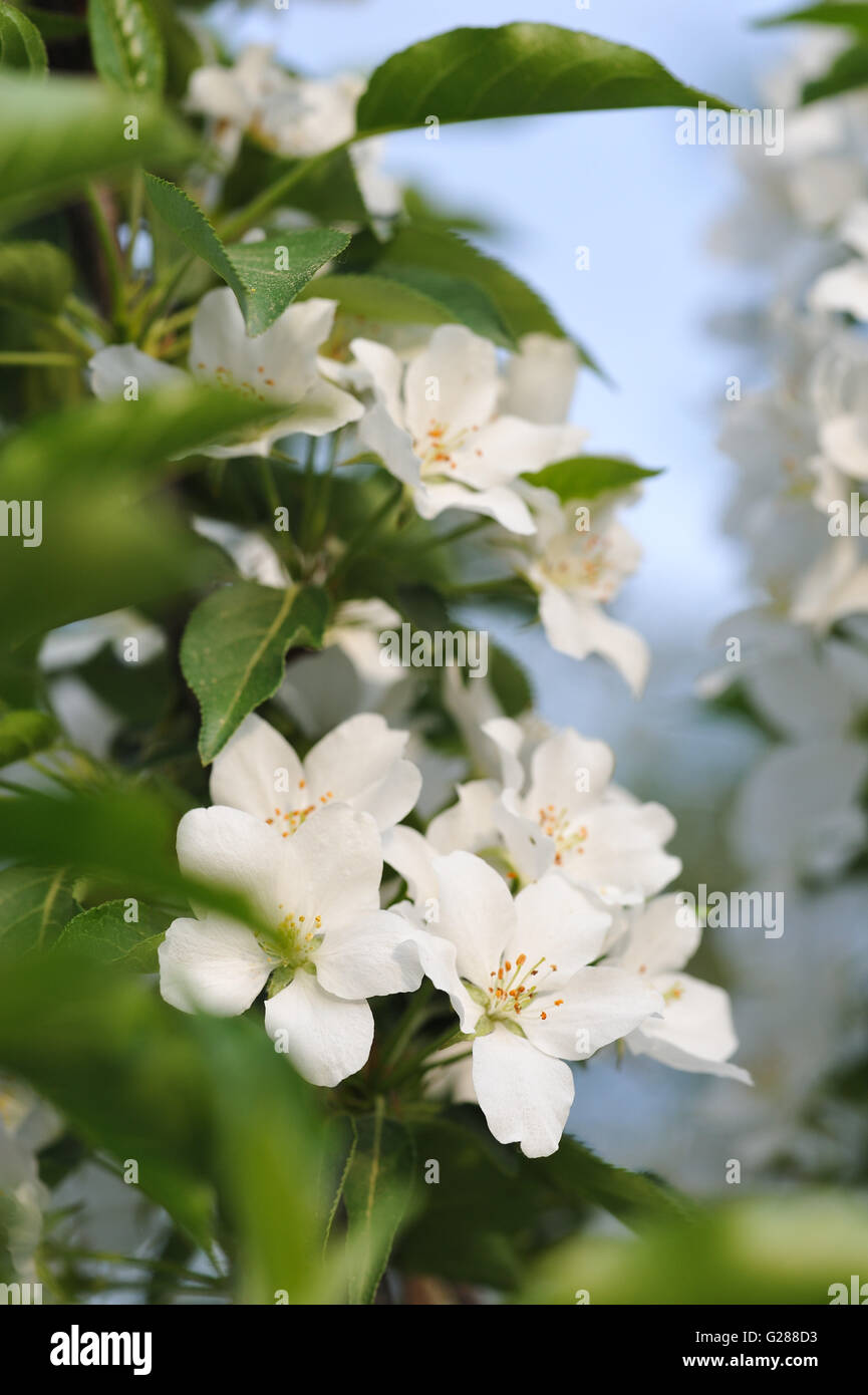 Spring flowers of apple tree. Stock Photo