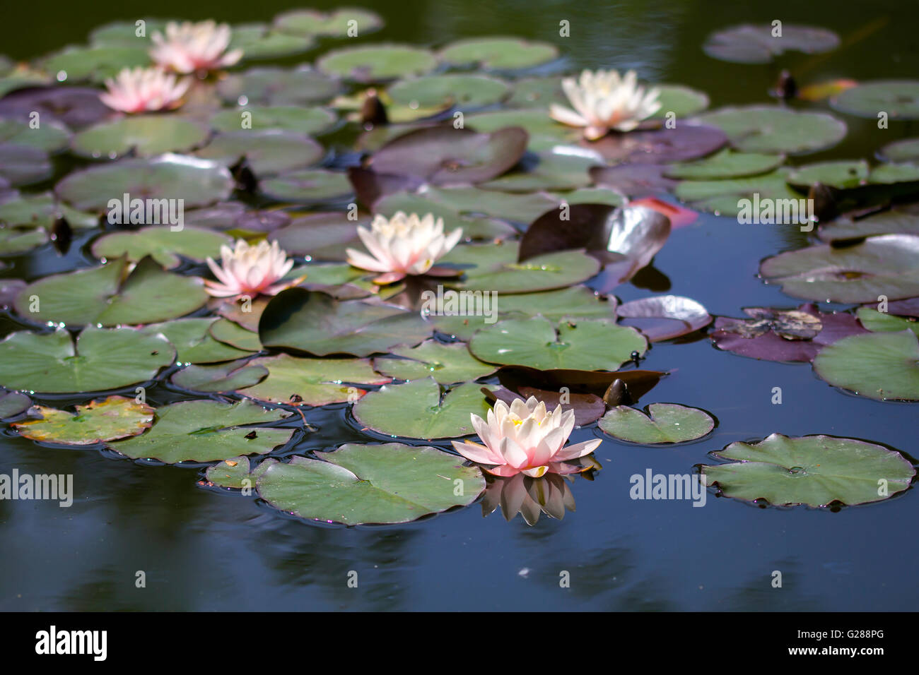 Exotic Flowers Waterlily lotus on a water Stock Photo