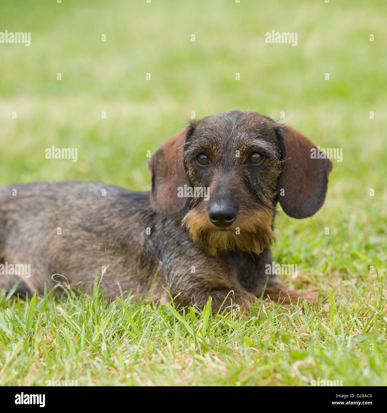 wirehaired dachshund, miniature Stock Photo