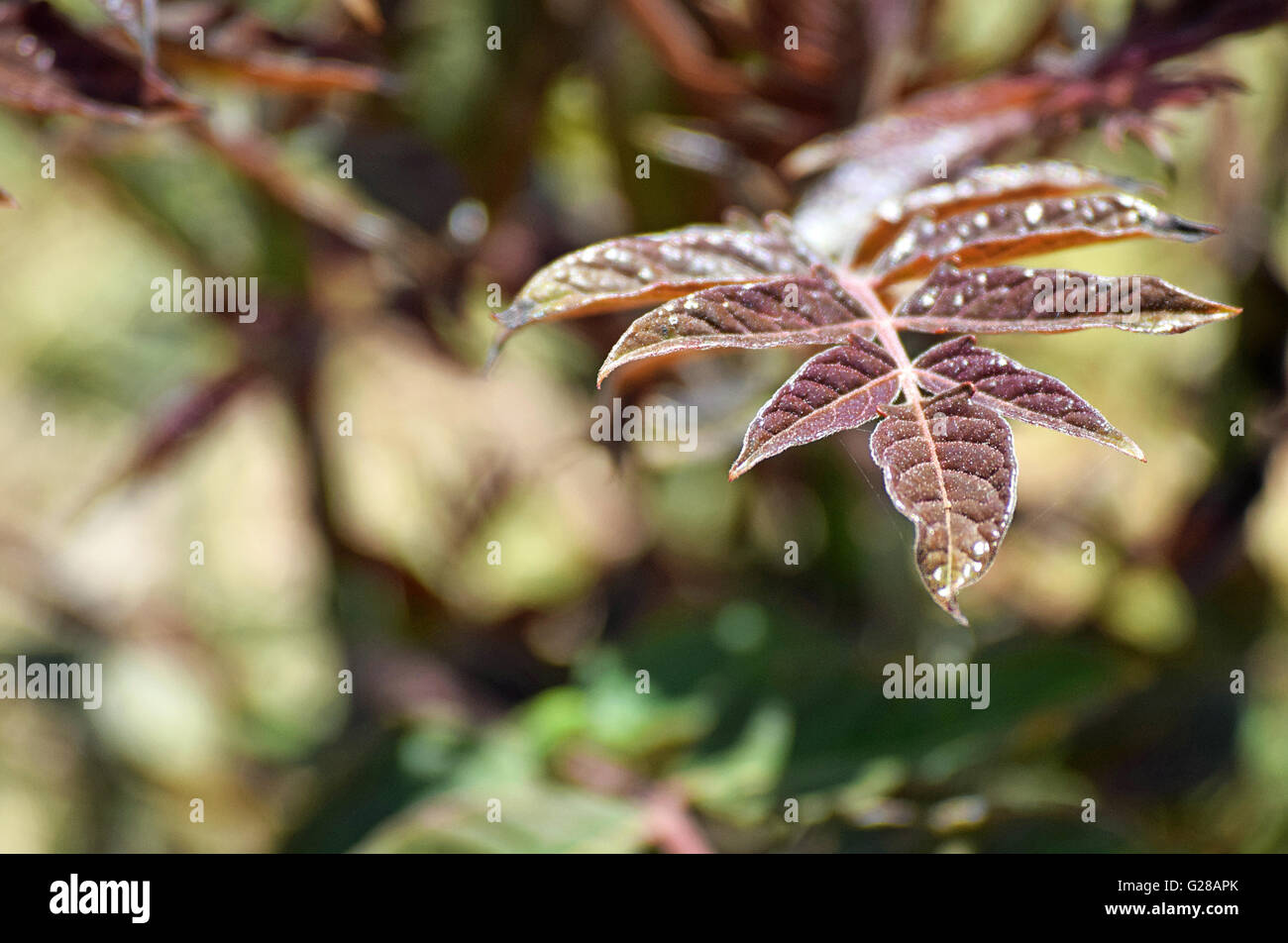 Beautiful young tree of heaven leaves macro photo. Scientific name: Ailanthus altissima. Stock Photo