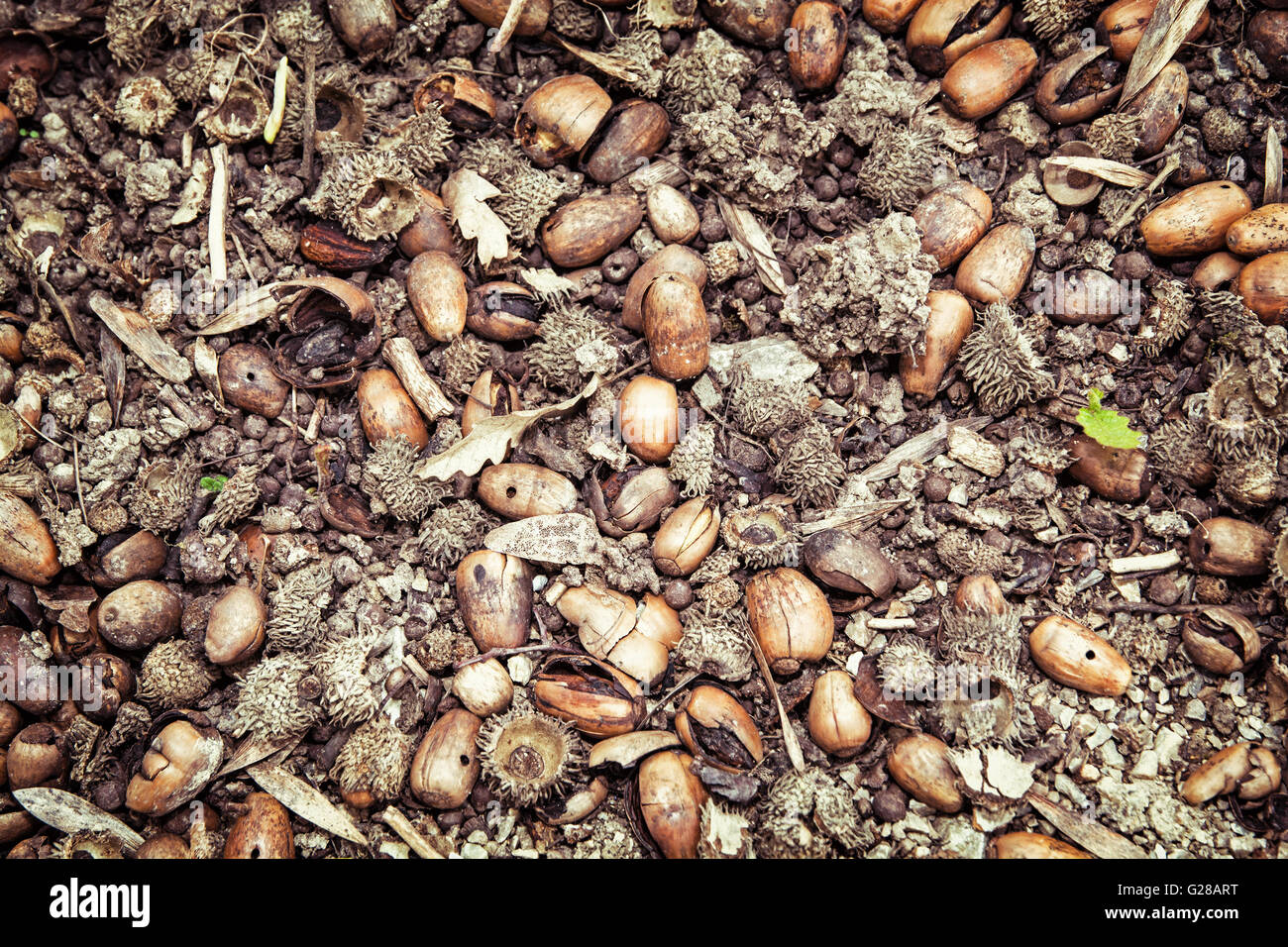 Background of dried acorns. Seasonal natural scene. Autumn background. Stock Photo
