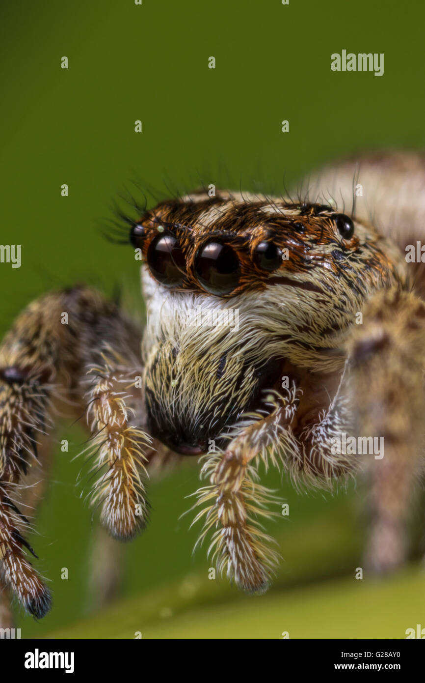 Menemerus sp - Jump spider Stock Photo