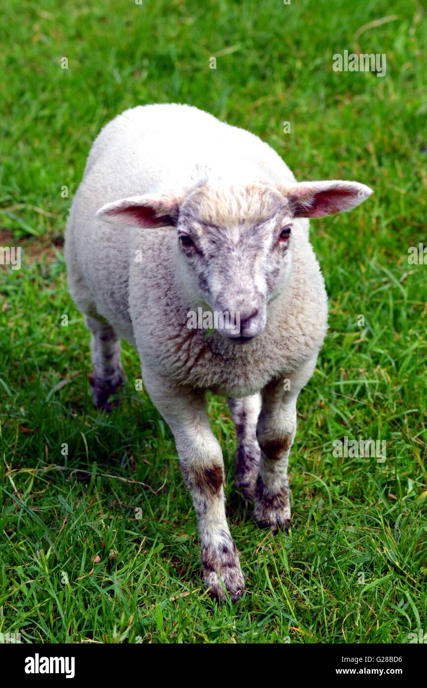 A lamb of white color in a very green meadow. Stock Photo