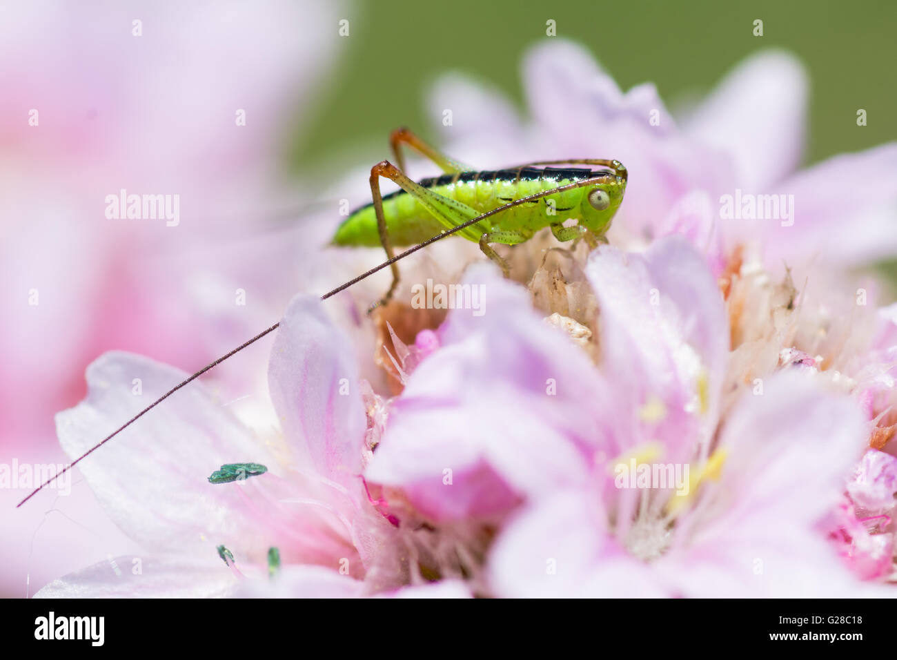 Longwinged conehead (Conocephalus discolor). Juvenile cricket with