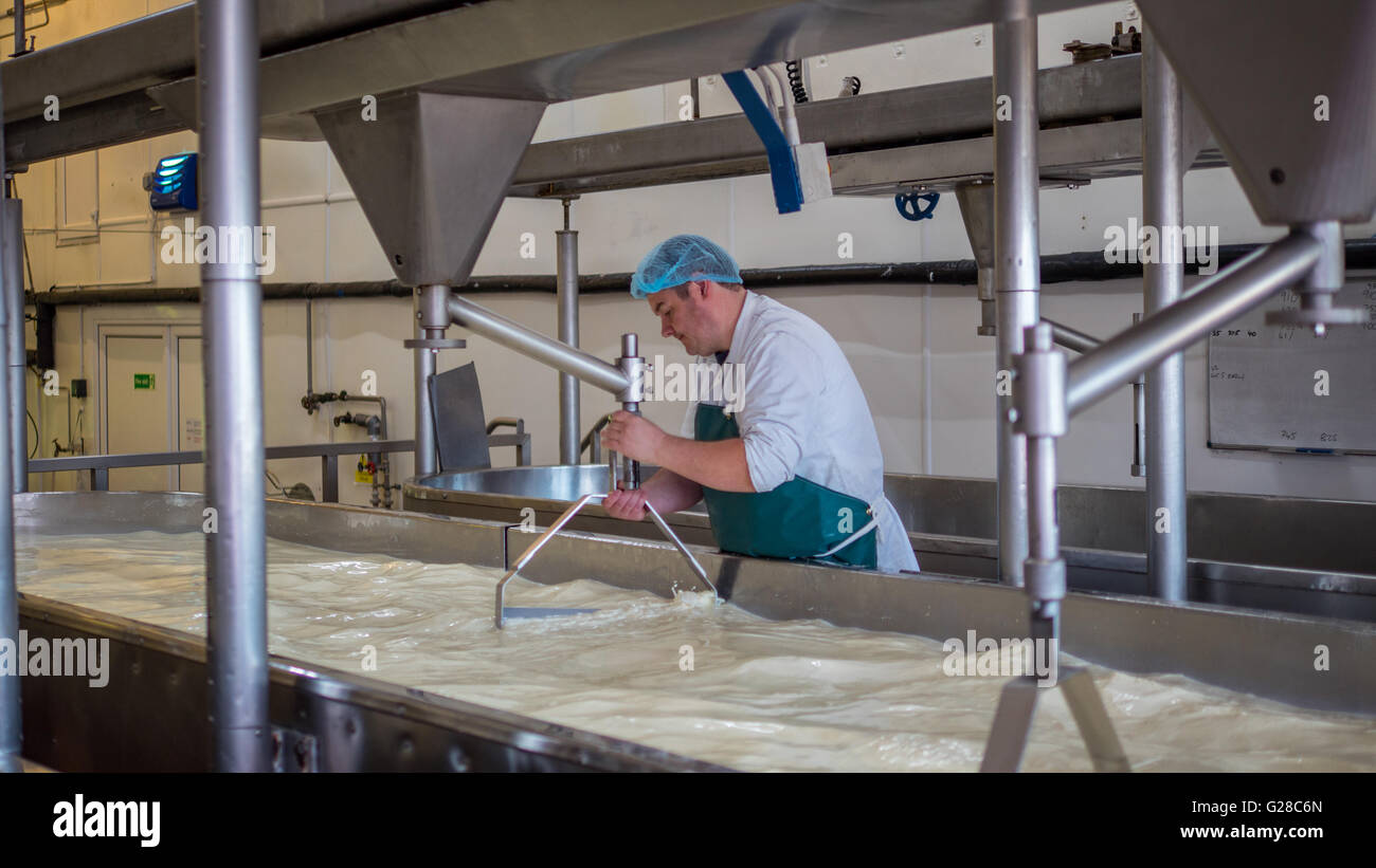 A Cheese factory employee making curd Stock Photo Alamy