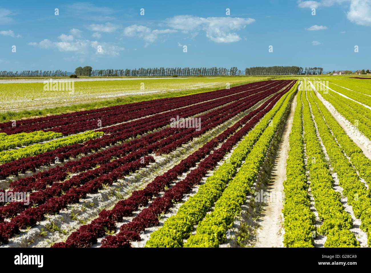 Spring Lettuce field Stock Photo