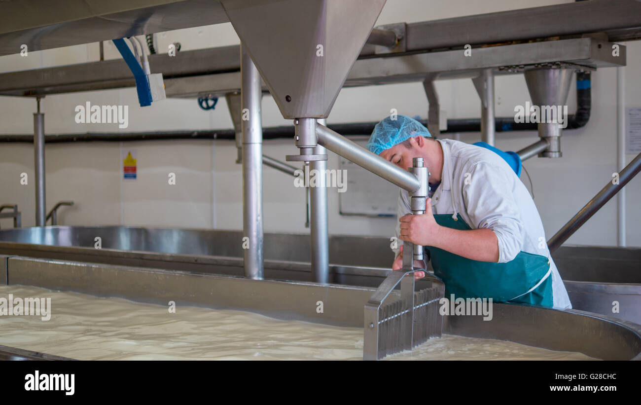 A Cheese factory employee making curd Stock Photo Alamy