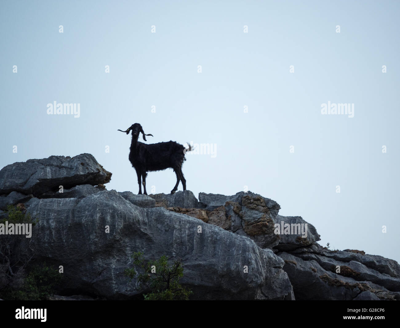 a silhouette of a goat on rocky mountain hill ridge against a clear blue sky, Turkey Stock Photo