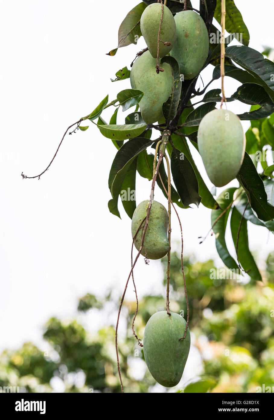 Fresh mango group on the branch tree in the countryside farm,Thailand