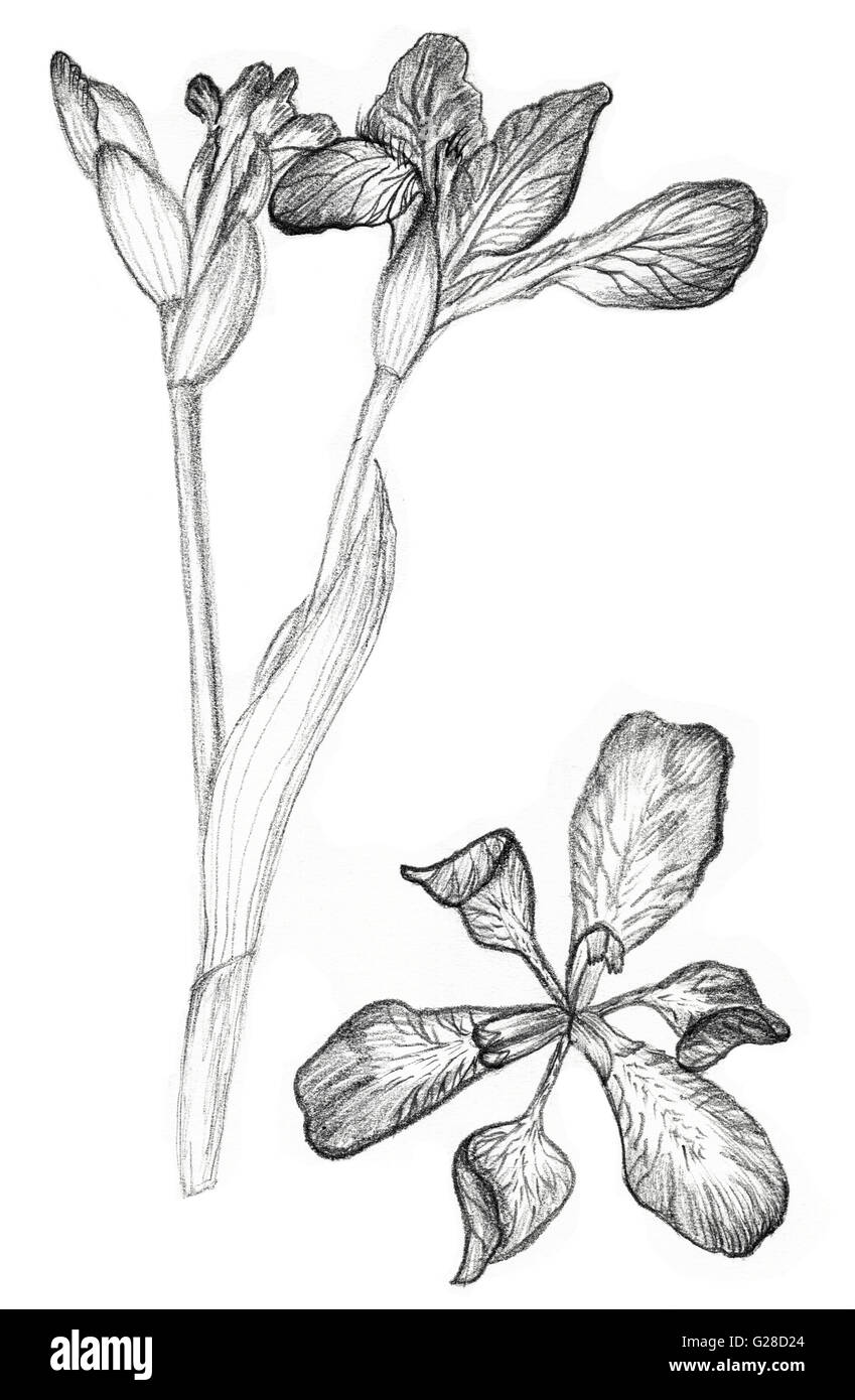 Iris flower drawing on white background. Fast pencil sketch Stock Photo