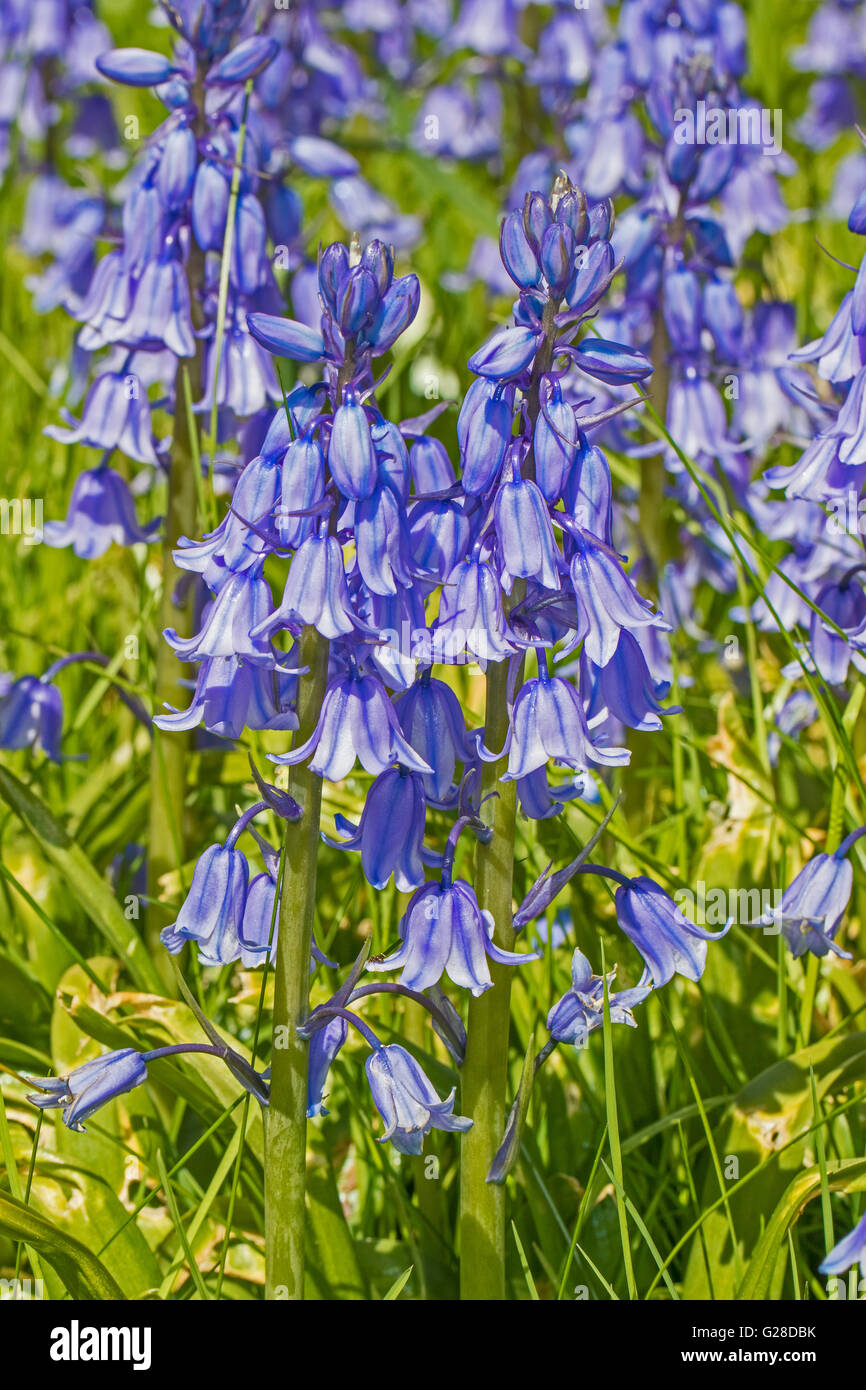 Spanish Bluebells  (Hyacinthoides hispanica) Stock Photo